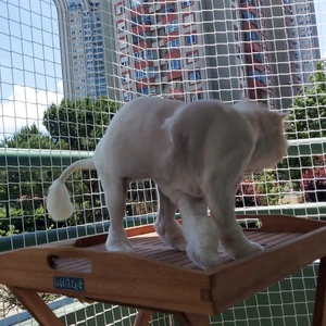Kedi Filesi - Kedi Ağı - 4 cm Gözenek 2,5 mm Ip - Balkon Filesi - Kedi Koruma Ağı - Numune, Numune