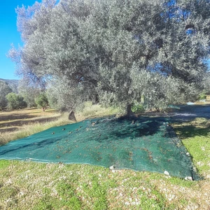 Nzl File Ambalaj Zeytin Toplama Filesi - Zeytin Yaygısı - Yüzde 75'lik - Yeşil - Düz - Zeytin Sergisi - Sergenlik - Zeytin Çulu - Dut Toplama Filesi