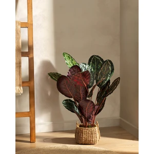 Madame Coco Nicola Saksılı Çiçek