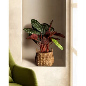 Madame Coco Nicola Saksılı Çiçek