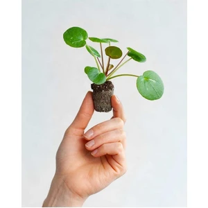 Thebestonline Mini Saksıda Pilea Peperomioides (Çin Para Ağacı)