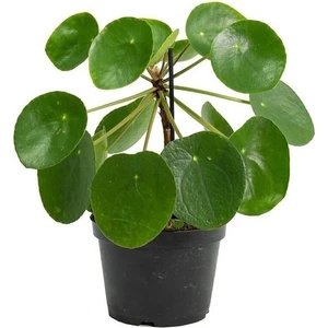 Thebestonline Şans Çiçeği  Pilea Peperomioides - Çin Para Ağacı