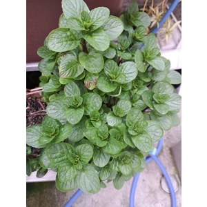 Thebestonline Mentol Kokulu Nane Fidanı