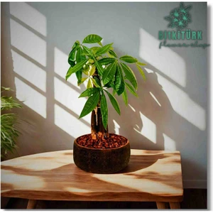 Bitkitürk Pachira Para Ağacı Beton Saksıda