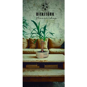 Bitkitürk Yukka Bitkisi Beton Saksıda