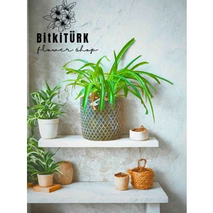 Bitkitürk Beton Saksıda Kurdele Bitkisi