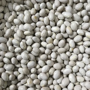 Yerli Oturak Şeker Fasulye Tohumu 100 gr