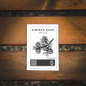 Ağaç Tohumu - Sibirya Çamı - 10 Adet