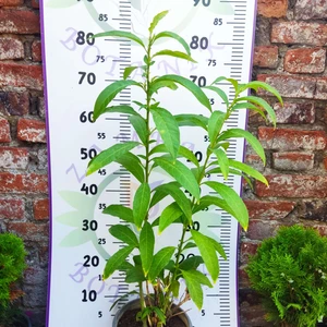 Gece Melisa (Cestrum Nocturnum) - Hoş Kokulu ve Zarif Çiçekli Bitki