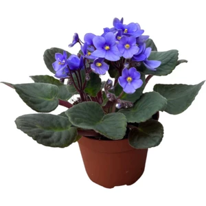 Saintpaulia Ionantha 'Blue' (Menekşe Çiçeği)