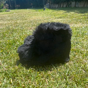 Elisha Ev Botu  Ithal Peluş Uzun Tüylü