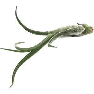 Tillandsia Caput 'Medusae' (Hava Bitkisi)