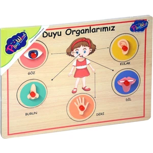 Ahşap Tutmalı Duyu Organlar