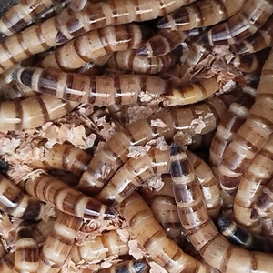 Kurdu 200 Adet 4-5 cm