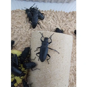 Kurdu Böceği 10 Adet Damızlık