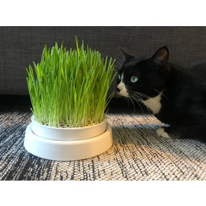 Kedi Çimi Yetiştirme Kabı | Topraksız, Kendi Kendine Sulama Sistemi