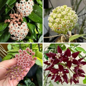 Bitkitürk 3 Adet Hoya (Mum) Fidesi 10 cm