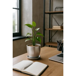 Tabaklı Gümüş Çömlek Saksı 19X19 cm