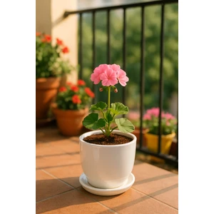 Tabaklı Beyaz Çömlek Saksı 19X19 cm