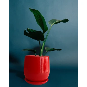 Tabaklı Armut Kırmızı Çömlek Saksı 17X17 cm