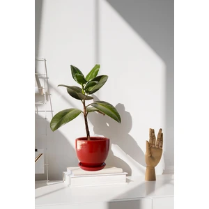 Tabaklı Kırmızı U Çömlek Saksı 16X16 cm