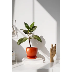 Tabaklı Turuncu Çömlek Saksı 19x19 Cm