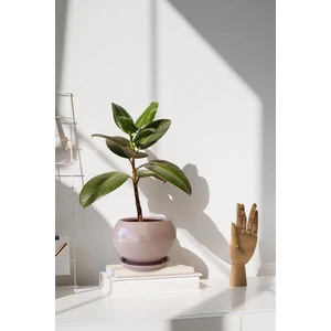 Tabaklı Vizon Tombul Çömlek Saksı 18X17 cm