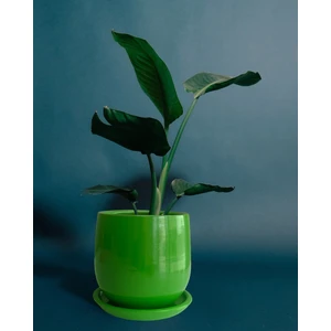 Tabaklı Armut Yeşil Çömlek Saksı 17X17 cm