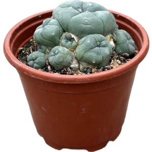 Lophophora Williamsi (Kaktüs)