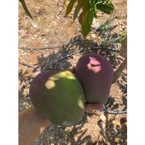 Yerli Mango 1 kg