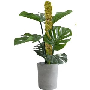 Bitki Destek Çubuğu 120CM Yosun Sopası