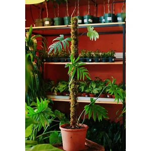 Bitki Destek Çubuğu 200 cm (Yosun Sopası) Yeşil 