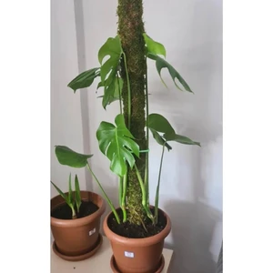 Bitki Destek Çubuğu 160CM (Yosun Sopası)
