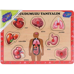 ONY-287 288 Ahşap Tutmalı Vücumuzu Tanıyalım -Onyıl Oyuncak