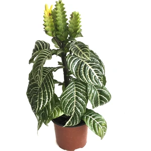 Aphelandra Squarrosa (Zebra Çiçeği)