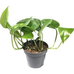 Epipremnum Aureum (Salon Sarmaşığı)
