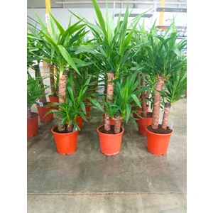 Bitkitürk-Ithal 2li Yukka (90/100 Cm);salon Ofis Bitkisi Hediyelik Iç Mekan