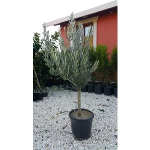 Saksıda Yarı  Bodur 7-10 Kutur Gemlik Zeytin Fidanı 3-4 Yaş 50-70 cm Boy