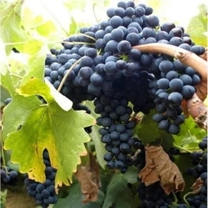 Tüplü Alphonse Lavallee (Alfons) Siyah Üzüm  2 Yaş