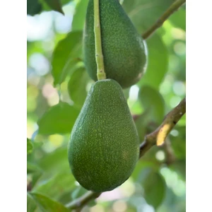BRF Tropikal Avokado 1 kg