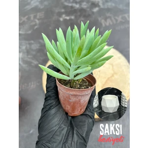 Sukulent Senecio Ficoides - Saksı Hediyeli