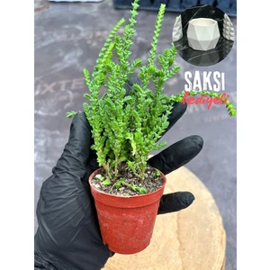 Prenses Çamı Sukulent 5,5 cm Saksıda - Saksı Hediyeli