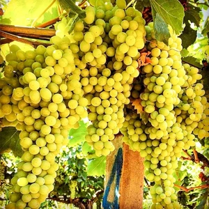 Tüplü Çekirdeksiz K7 Üzüm Fidanı