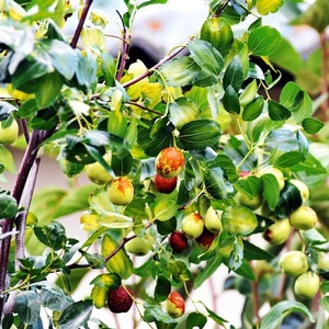 Saksıda Sağlık Dostu Şifalı Hünnap FI00DANI