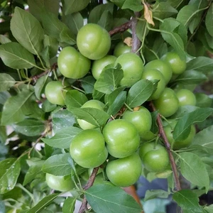 Tüplü Çıtır Yemeli Can Erik Fidanı