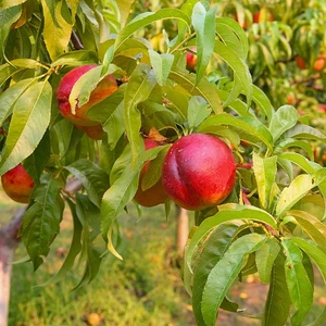 Tüplü Lezzetli Amiga Nektarin Fidanı
