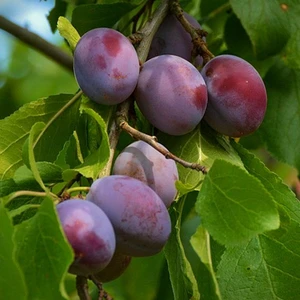 Tüplü Freeze (Freze) Erik Fidanı