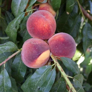 Tüplü Lezzetli Cresthaven Şeftali Fidanı