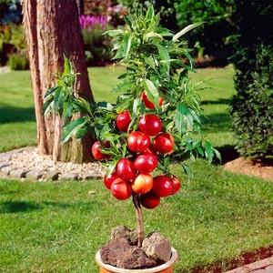 Tüplü Yarı Bodur Exream Nektarin Fidanı