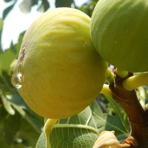 Tüplü Beyaz Ballı Incir Fidanı